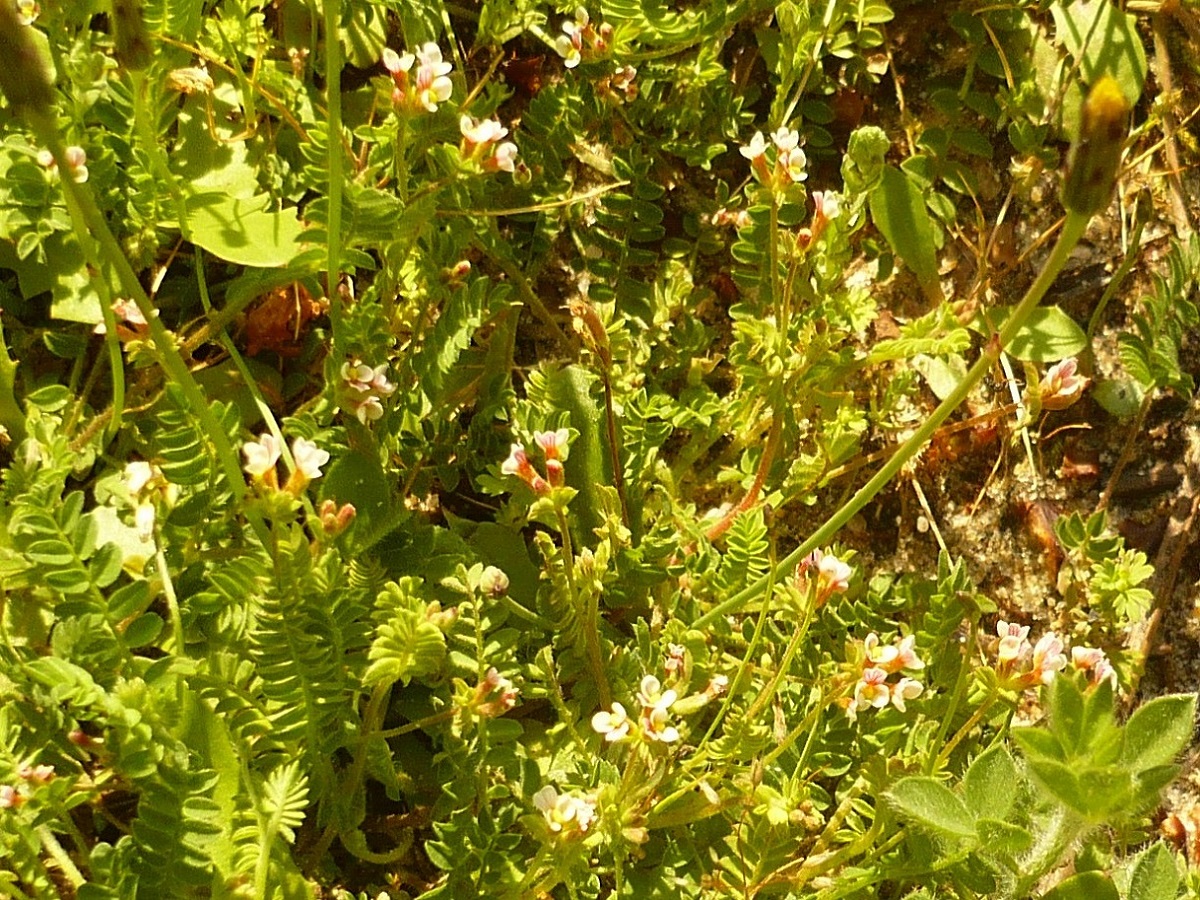 Ornithopus perpusillus (Fabaceae)